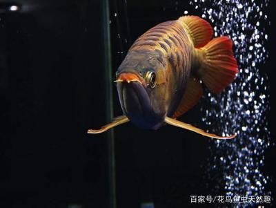 養(yǎng)了多年的龍魚死了什么原因