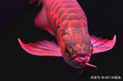 龍魚(yú)源自哪里 龍魚(yú)百科 第2張