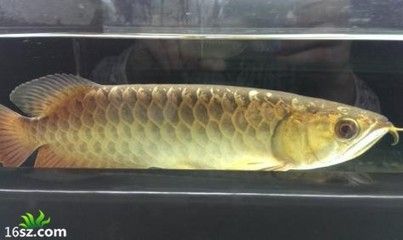 龍魚(yú)立鱗跟什么關(guān)系好看 龍魚(yú)百科 第3張