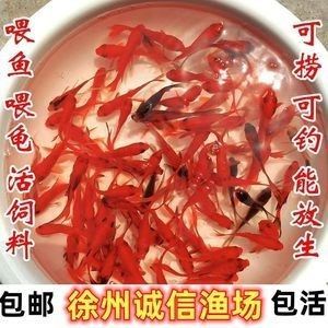 龍魚苗一天喂幾次 龍魚百科