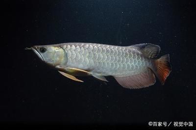 40厘米龍魚一天喂幾次飼料好