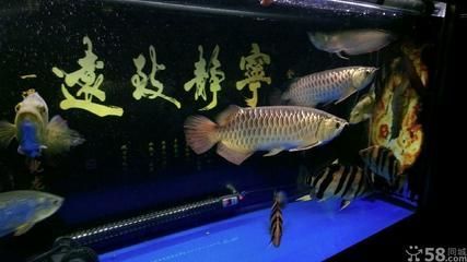 金龍魚35cm大概多少錢一條