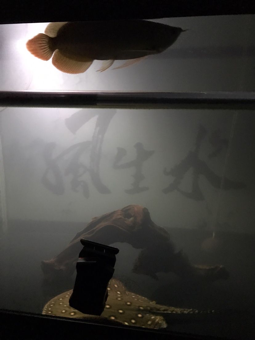 折騰?? 觀賞魚(yú)論壇 第2張