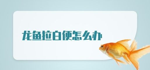 龍魚拉白便不吃食怎么辦