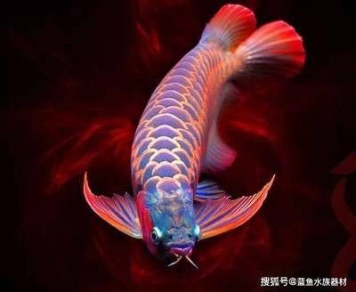 龍魚浮起來了怎么辦 龍魚百科