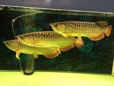 龍魚(yú)最佳溫度多少合適呢 龍魚(yú)百科 第2張