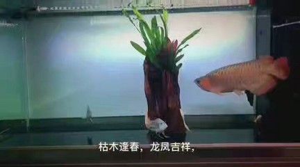 辦公室養(yǎng)龍魚好嗎風(fēng)水好嗎