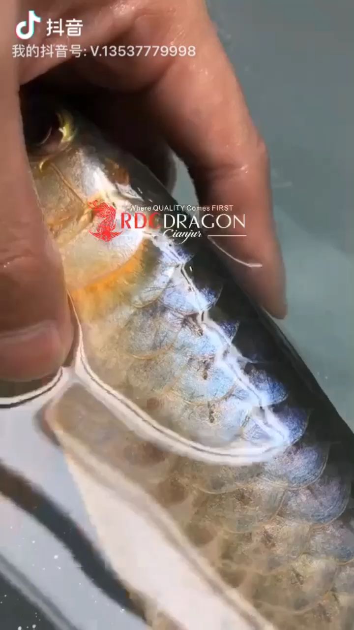 小RDC鱗底出水視頻 觀賞魚論壇