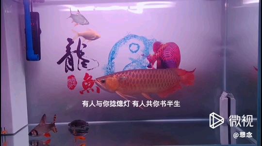 歡樂(lè)養(yǎng)魚(yú)第五棒 觀賞魚(yú)論壇