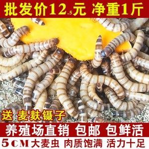 龍魚吃活食和飼料的好處