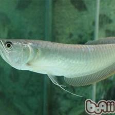 最小龍魚(yú)品種 龍魚(yú)百科 第2張