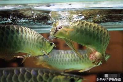 龍魚為啥就是不吃活食呢怎么辦 龍魚百科