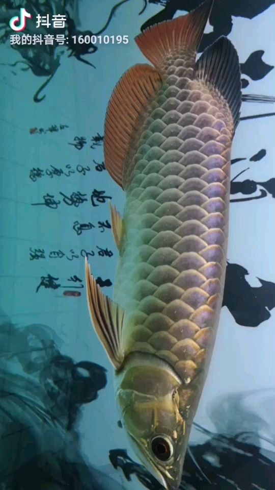 歡樂養(yǎng)魚第七棒 觀賞魚論壇