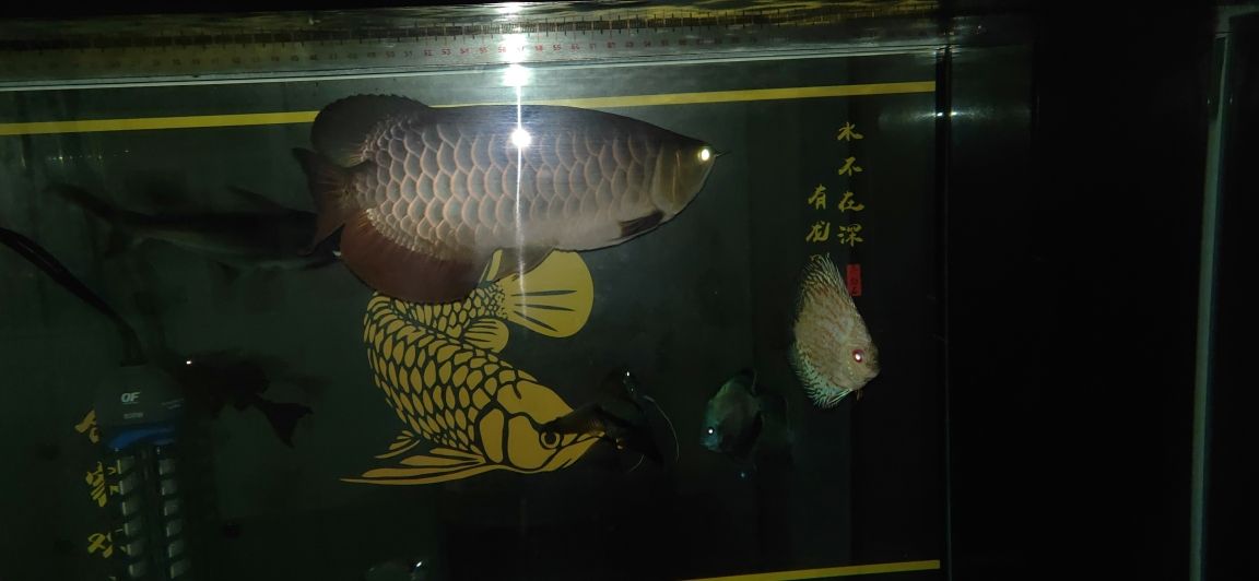 第八棒 觀賞魚(yú)論壇