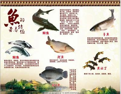 龍魚(yú)的營(yíng)養(yǎng)成分及功效 龍魚(yú)百科 第2張