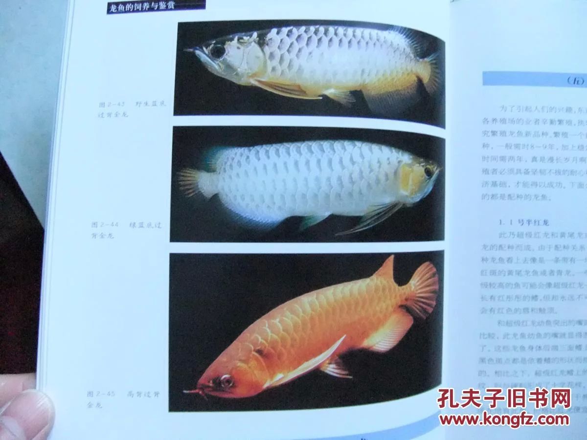 龍魚(yú)的飼養(yǎng)與鑒賞作文三年級(jí)上冊(cè)