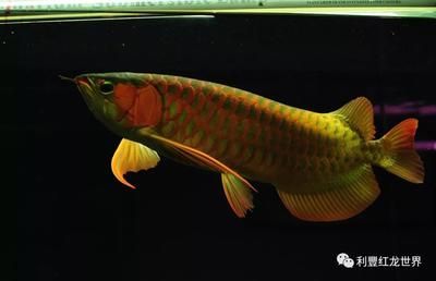 龍魚拒食半年了怎么辦 龍魚百科 第2張