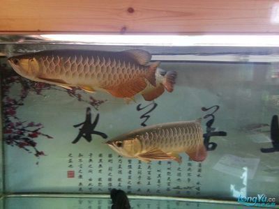 金龍魚(yú)和什么魚(yú)一起養(yǎng)