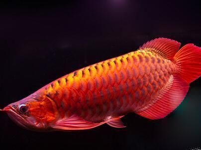 紅龍魚(yú)為什么不游停在上面不動(dòng) 龍魚(yú)百科 第2張