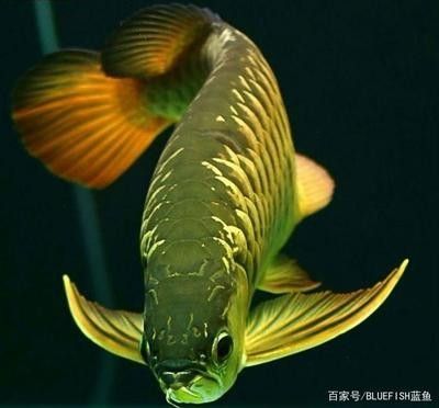 龍魚(yú)食料品牌排行榜最新名單 龍魚(yú)百科