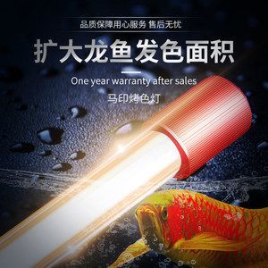 紅龍魚(yú)黃燈和白燈區(qū)別