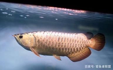 養(yǎng)龍魚的數(shù)量有什么講究呢