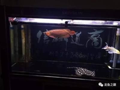 龍魚紅燈和白燈怎么擺放