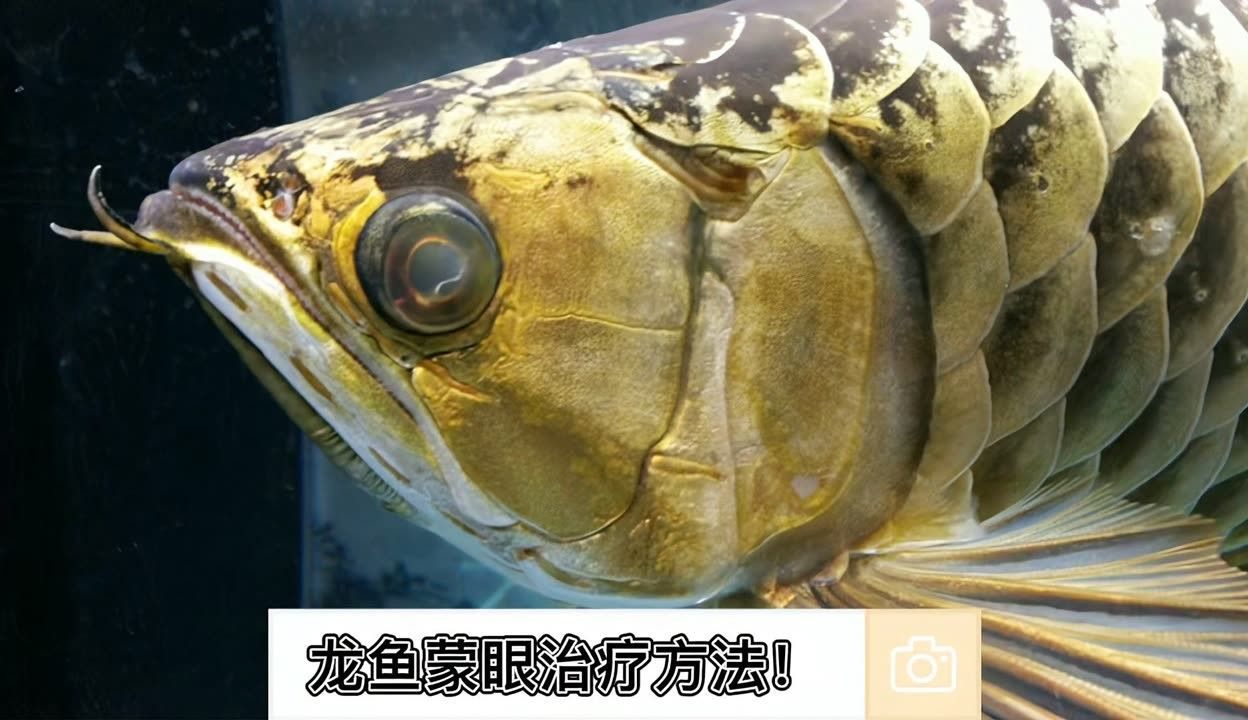 龍魚蒙眼應(yīng)該怎么治療