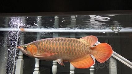 龍魚(yú)能吃蘋(píng)果嗎 龍魚(yú)百科