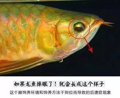 龍魚掉眼的危害是什么癥狀