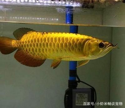 過背金龍魚能吃嗎 龍魚百科 第2張