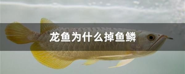 龍魚生長(zhǎng)速度快嗎為什么會(huì)死