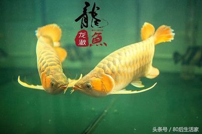 龍魚在風(fēng)水中的作用與功效