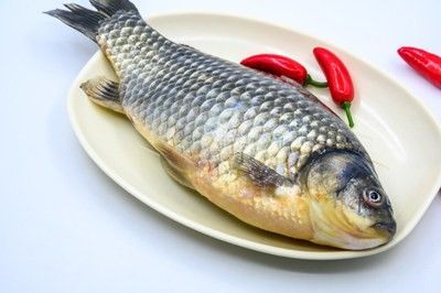 龍魚(yú)如何做著吃 龍魚(yú)百科