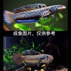 奶茶雷龍魚繁殖周期