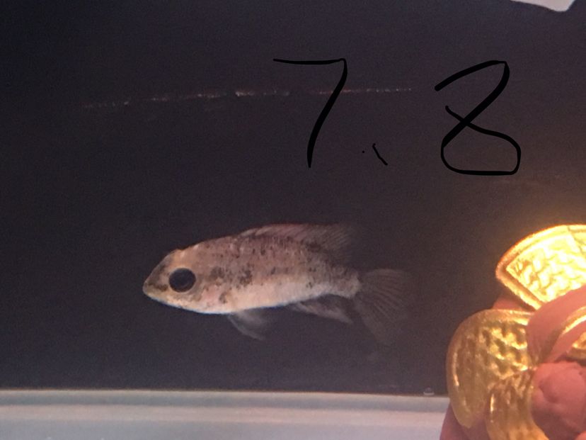 4條丑魚 觀賞魚論壇 第2張