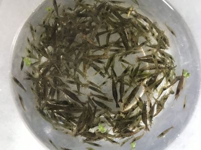 龍魚怎么喂蝦米好 龍魚百科 第2張