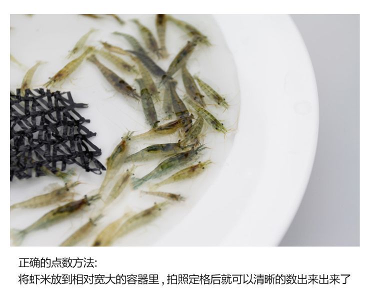 龍魚怎么喂蝦米好 龍魚百科 第1張