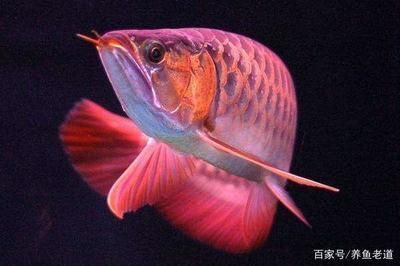 龍魚(yú)蒙眼病治療方法有哪些