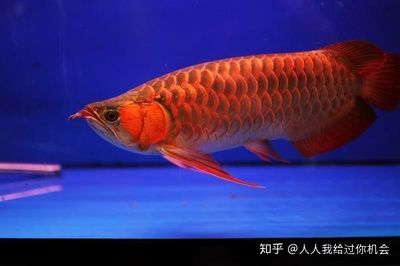 國內(nèi)紅龍魚繁殖基地在哪里