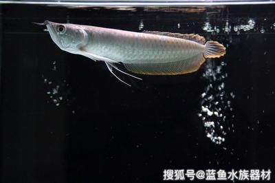 剛買的龍魚不吃東西怎么辦 龍魚百科