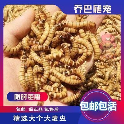 龍魚飼料蜈蚣怎么喂的 龍魚百科 第2張