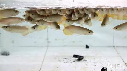 龍魚喂什么魚片好 龍魚百科