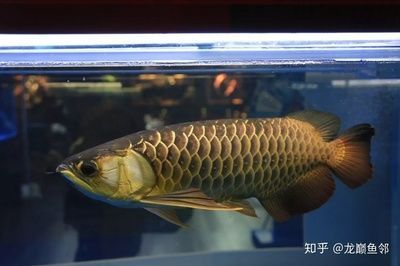 金龍魚古典過背和金頭過背一樣嗎