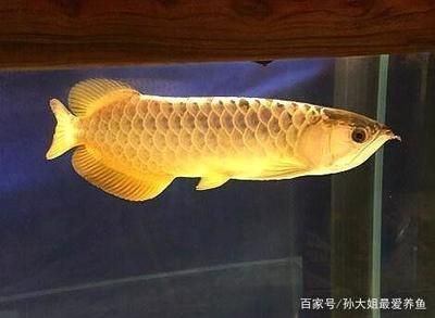 金龍魚古典過背和金頭過背一樣嗎