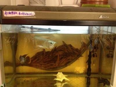 龍魚打包運輸3天會死嗎 龍魚百科 第2張