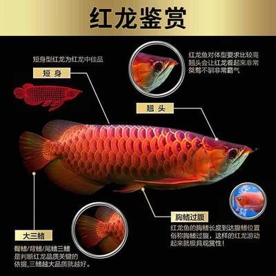 金龍魚活體 百科 龍魚百科 第2張