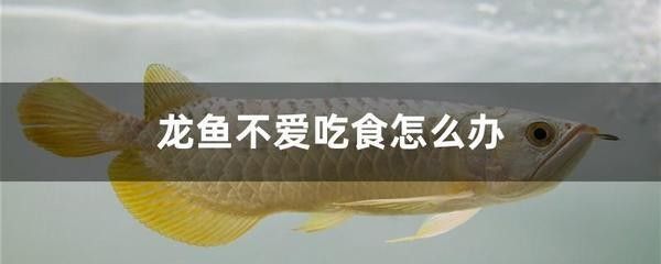 龍魚突然不愛吃食怎么辦呢吃什么藥管用 龍魚百科