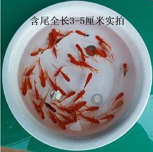 龍魚飼料魚分開養(yǎng)好嗎怎么養(yǎng)的呢 龍魚百科