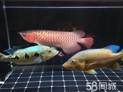 紅龍魚在魚缸中部游是什么情況？